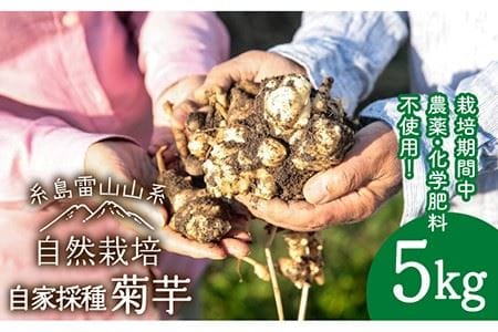 [先行予約] 糸島産 菊芋 5kg 自然栽培 [2024年11月以降順次発送] 糸島市 / 大石ファーム [ATE008] じゃがいも・イモ類じゃがいも・イモ類・・・・・