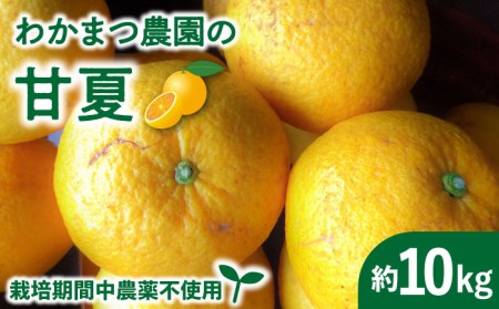 [先行予約][有機栽培]甘夏 10kg 栽培期間中 農薬不使用[2025年4月中旬以降順次発送][糸島][わかまつ農園] [AHB016] みかん甘夏 みかんあまなつ 有機栽培 栽培期間中 農薬不使用 国産 ミカン ギフト ピール くだもの