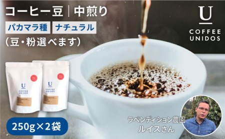 中煎りコーヒー豆250g×2袋 (豆・粉選べます) ニカラグア産ラベンディション農園パカマラ種ナチュラル 糸島市 / COFFEE UNIDOS [AQF001] 珈琲 カフェ コーヒー粉 ギフト 珈琲豆 送料無料 直接買い付け