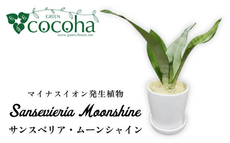 マイナスイオン発生植物『 サンスベリア ・ ムーンシャイン 』  糸島市  / cocoha [AWB024] 観葉植物 インテリア 観葉植物サンセベリア 観葉植物マイナスイオン 観葉植物ギフト 観葉植物グリーン 観葉植物鉢 観葉植物プレゼント 観葉植物贈り物 観葉植物室内