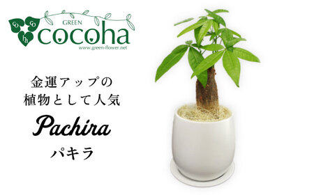 発財樹『 パキラ 』 money tree 糸島市 / cocoha 観葉植物 グリーン インテリア [AWB026] 観葉植物発財樹 パキラ money tree ギフト グリーン 鉢 贈り物 プレゼント 開店祝い お祝い