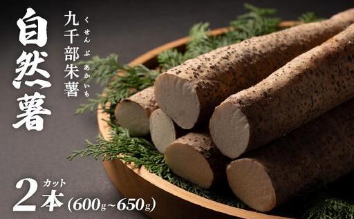 [先行予約]自然薯「九千部朱薯」600g〜650g(2本)