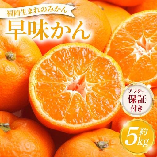 [産地直送!]福岡県オリジナル品種 みかん 早味かん(2026年9月以降発送)