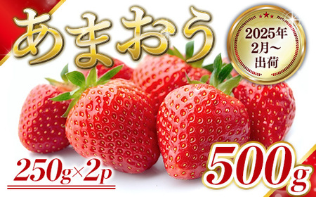 福岡県産 あまおう 500g 先行予約 2025年2月より順次発送