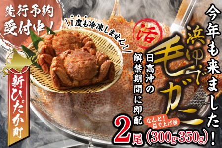 [2025年1月中旬から順次発送] 北海道産 かに 浜ゆで 毛ガニ 2尾 計 600g 以上 [ 予約商品 ] 毛がに かに 北海道 冷蔵 毛蟹 けが 蟹 カニ かに味噌 カニ味噌 新鮮 旬 ボイル 浜茹で 海鮮 海産物 新鮮 旬 魚介 蟹味噌 みそ