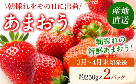 あまおう 産地直送 約250g×2パック 福岡県産 いちご 朝採れ ふくおかエコ農産物認証 苺 フルーツ イチゴ 果物 くだもの ストロベリー ichigo ケーキ スイーツ [3月〜4月末頃発送予定]※北海道・沖縄・離島は配送不可