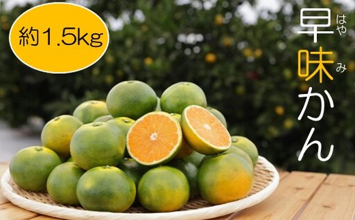 [予約受付・期間限定商品]早味かん(1.5kg程度)2026年9月〜10月配送[早味かん]