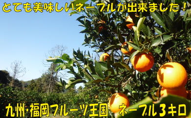 AA185.��B�E�����t���[�c����.�_�ƒ���.�l�[�u���i��3kg�j�^2026�N1���z��