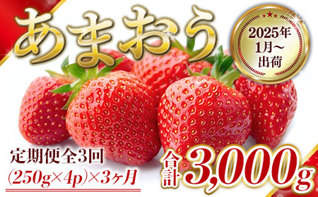 定期便全3回 福岡県産 あまおう 合計3000g 先行予約 2025年1月より順次発送