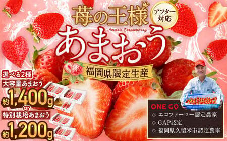 【予約受付】大容量あまおう 1,400g 大粒 不揃い 選べる大容量あまおう （2L,グランデ,DX デラックス）減農薬 あまおう いちご 高級 いちごあまおう イチゴ 苺 フルーツ 果物 ふるさと納税くだもの amaou 福岡県  【2026年3月上旬～下旬発送予定】