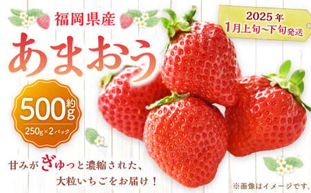 福岡県産 あまおう 500g ( 250g × 2パック ) 苺 イチゴ いちご 大粒 果物 フルーツ 福岡 福岡県 [2025年1月上旬〜1月下旬発送予定]