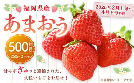 福岡県産 あまおう 500g (250g×2パック)苺 イチゴ いちご 大粒 果物 フルーツ 福岡 福岡県[2025年2月上旬〜4月下旬発送予定]