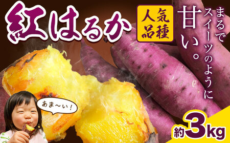 [先行予約]厳選 紅はるか 3kg しょうた農園[12月上旬-3月末頃出荷]福岡県 鞍手町 紅はるか さつまいも 芋 いも イモ サツマイモ