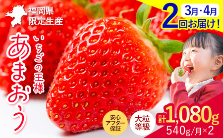 [2ヶ月定期便]いちご あまおう 先行予約 いちご大量 540g フルーツ 苺 旬 訳あり 数量限定 ふるさと納税 不揃い 傷 4月 規格外 規格外果物 くだもの 果物 [着日指定不可][2026年3月・4月頃出荷予定] st-p