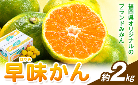 みかん 早味かん 約2kg 南国フルーツ株式会社[9月中旬-9月下旬頃出荷]福岡県 鞍手町 福岡県産 みかん 早味かん フルーツ 果物 st-p