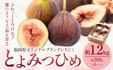 いちじく 無花果 とよみつひめ 約1.2kg 約300g × 4パック 南国フルーツ株式会社[8月上旬-10月中旬頃出荷]福岡県 鞍手町 福岡県産 いちじく フルーツ 果物