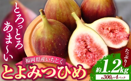 いちじく 福岡県産 ブランド いちじく とよみつひめ 約1.2kg (約300g×4パック) [配送不可地域あり][日付指定不可] [令和5年8月中旬-9月末頃出荷(土日祝除く)] 福岡県 鞍手郡 鞍手町 イチジク 果物 フルーツ 送料無料