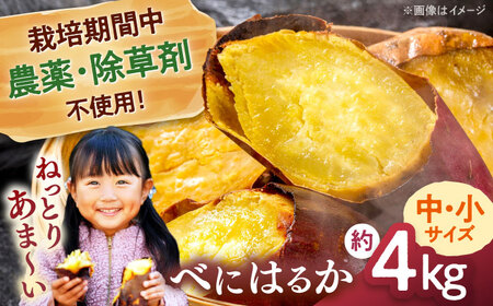 [栽培期間中農薬不使用]さつまいも 4kg(紅はるか)合鴨家族 古野農場/桂川町[ADAL016] 焼き芋 さつまいも 紅はるか