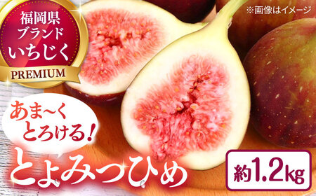福岡県オリジナル品種　高糖度プレミアムいちじく　とよみつひめ約1.2kg／2026年9月-10月頃より発送予定 桂川町/一般社団法人地域商社ふるさぽ[ADCF015]