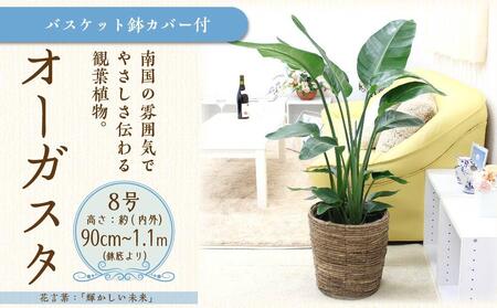 オーガスタ 8号 ブラウンバスケット鉢カバー 土の表面:ウッドチップ[観葉植物 植物 鉢付 インテリア 部屋 室内 オフィス 癒し エコ グリーン マイナスイオン リラックス オシャレ おしゃれ ギフト プレゼント 贈り物 人気 おすすめ 福岡県 筑前町 ふるさと納税]