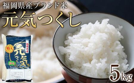 [令和7年産]福岡県産ブランド米「元気つくし」白米5kg [米 お米 元気つくし こめ 福岡県 白米 お米 人気 国産 こめ 福岡県 人気 国産 ]