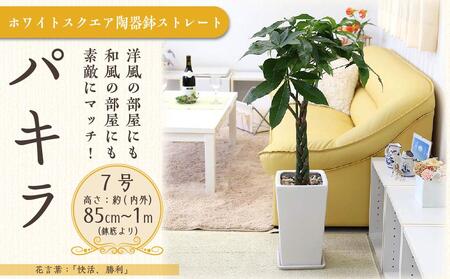 [観葉植物]パキラ 7号 ホワイトスクエア陶器鉢 ストレート 高さ:約85cm〜1m内外(鉢底より) [観葉植物 インテリア 部屋 おしゃれ 植物 付 インテリア 室内 オフィス おしゃれ プレゼント ギフト リラックス マイナスイオン エコ グリーン 部屋 植物 付 室内 オフィス プレゼント 観葉