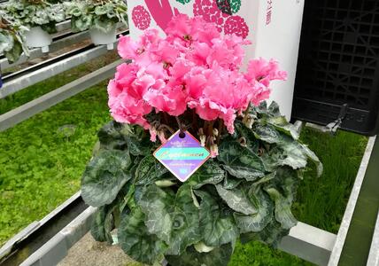 フリンジ咲きシクラメン5.5号鉢[植物 プラント 花 鉢 福岡県 筑前町 ふるさと納税 植物 シクラメン 花 ]