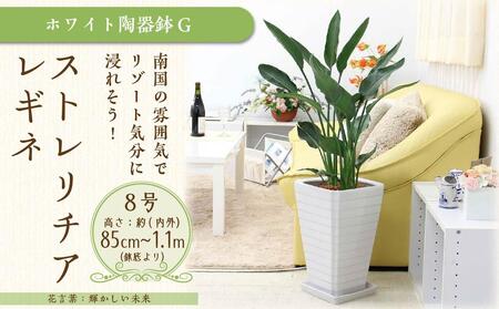 《先行予約》【観葉植物】ストレリチア レギネ 8号 ホワイト陶器鉢 G｜観葉植物 インテリア 福岡県筑前町 送料無料