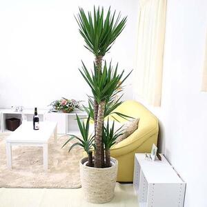 【観葉植物】青年の木（ユッカ）10号 ホワイトバスケット鉢カバー 土の表面：ウッドチップ ｜観葉植物 インテリア 部屋 おしゃれ 福岡県筑前町 送料無料