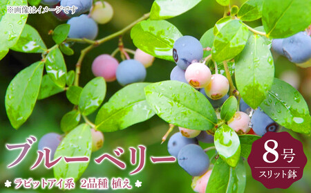 ブルーベリー 『 ラビットアイ系 2品種 植え 』 8号スリット鉢 [ ブルーベリーの肥料セット]|ブルーベリー ギフト ガーデニング