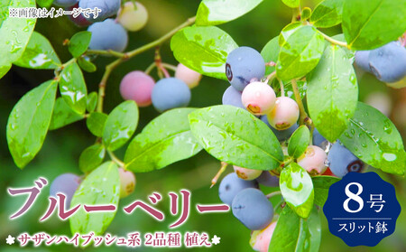 ブルーベリー 『 サザンハイブッシュ系 2品種 植え 』 8号スリット鉢 [ ブルーベリーの肥料 セット!]|ブルーベリー ギフト ガーデニング
