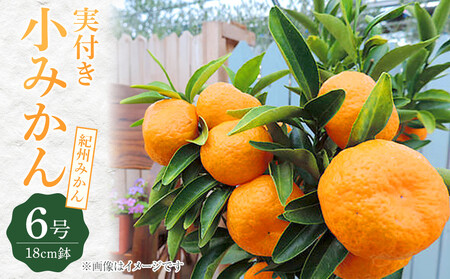 [ 実付き ] 小みかん ( 紀州みかん ) 接ぎ木苗 6号鉢植え|小みかん ギフト ガーデニング