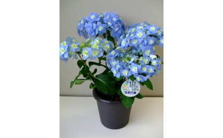 福岡県育種開発のあじさい[筑紫の風]鉢植え 5.5号鉢