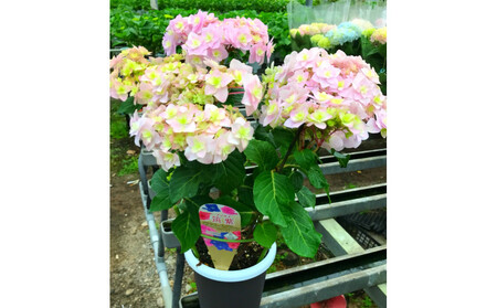 福岡県育種開発のあじさい[筑紫恋風]鉢植え 5.5号鉢