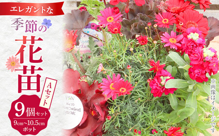 エレガントな花苗セットA|花苗 ギフト ガーデニング