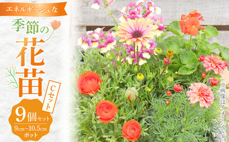 エネルギッシュな花苗セットC|花苗 ギフト ガーデニング