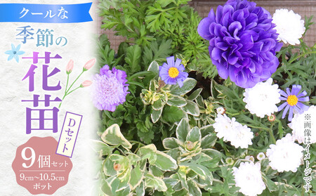 クールな花苗セットD|花苗 ギフト ガーデニング