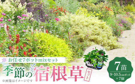 季節の宿根草 お任せ7ポットmixセット|花苗 ギフト ガーデニング