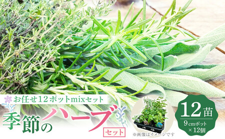 季節のハーブ苗お任せ12ポットmixセット|花苗 ギフト ガーデニング