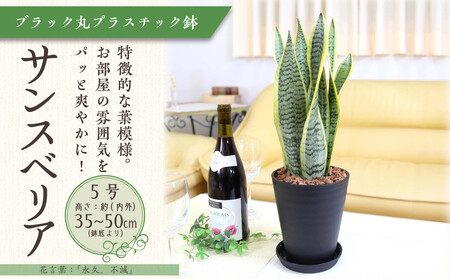 [先行予約][観葉植物]サンスベリア 5号 ブラック丸プラスチック鉢 土の表面:ウッドチップ|観葉植物 インテリア 部屋 おしゃれ 福岡県筑前町 送料無料
