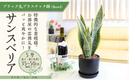[先行予約][観葉植物]サンスベリア 5号 ブラック丸プラスチック鉢(Bowl)土の表面:ウッドチップ|観葉植物 インテリア 部屋 おしゃれ 福岡県筑前町 送料無料
