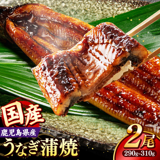 国産 うなぎ 蒲焼き（鹿児島県産） 2尾 (290〜310g) 【国産100％ 鰻 ウナギ 蒲焼 土用丑の日 丑の日 冷凍 魚介 海鮮 おかず お祝い ご褒美 贅沢 おすすめ 人気 花立山養鰻 福岡県 筑前町 HY001】