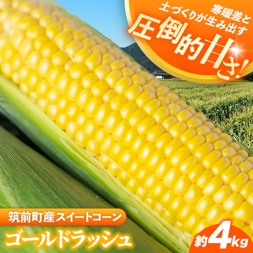 興膳農園のスイートコーン ゴールドラッシュ 約4kg(9~11本)【スイートコーン とうもろこし イエローコーン 夏 野菜 旬 バーベキュー BBQ 産地直送 国産 興膳農園 福岡県 筑前町 BS002】