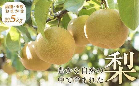 旬の梨(約5kg)[筑前町産 産地直送][梨 なし ナシ 果物 果実 くだもの フルーツ 新鮮 豊水 幸水 秋月 新高 王秋 愛宕 美味しい 旬 ご家庭用 贈答 贈答用 ギフト 送料無料 福岡県 筑前町 ふるさと納税]