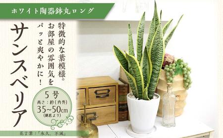 サンスベリア 5号 ホワイト陶器鉢 丸ロング 高さ:約35cm〜50cm内外(鉢底より)[観葉植物 植物 付 インテリア 部屋 室内 オフィス 癒し エコ グリーン マイナスイオン リラックス オシャレ おしゃれ ギフト プレゼント 贈り物 人気 おすすめ 福岡県 筑前町 ふるさと納税]