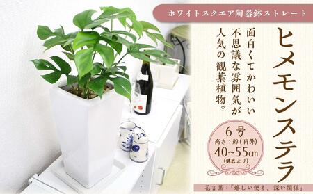 ヒメモンステラ 6号 ホワイトスクエア陶器鉢 ストレート[観葉植物 植物 鉢付 インテリア 部屋 室内 オフィス 癒し エコ グリーン マイナスイオン リラックス オシャレ おしゃれ ギフト プレゼント 贈り物 人気 おすすめ 福岡県 筑前町 ふるさと納税]