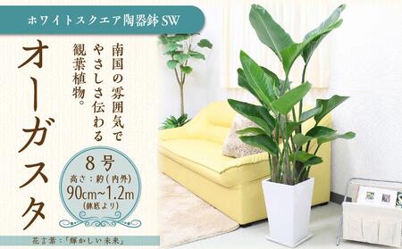 オーガスタ 8号 ホワイトスクエア陶器鉢SW 土の表面:ウッドチップ [観葉植物 植物 オーガスタ 8号 鉢付 インテリア 部屋 室内 オフィス 癒し エコ グリーン マイナスイオン リラックス オシャレ おしゃれ ギフト プレゼント 贈り物 人気 おすすめ 福岡県筑前町 送料無料 AG016]