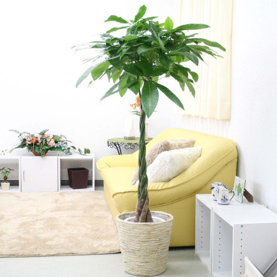 [観葉植物]パキラ 8号 ホワイトバスケット鉢カバー 土の表面:ウッドチップ[観葉植物 インテリア 部屋 おしゃれ 福岡県 筑前町 送料無料 AG017]