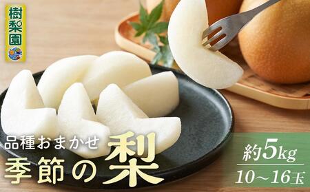 季節の梨約5kg(10〜16個入り )品種おまかせ[梨 なし ナシ 果物 なし 果実 くだもの フルーツ 新鮮 豊水 秋月 あきづき 新高 王 旬 ご家庭用 贈答 贈答用 ギフト ナシ 果物 果実 くだもの フルーツ 新鮮 豊水 秋月 あきづき 新高 王 旬 ご家庭 ギフト 