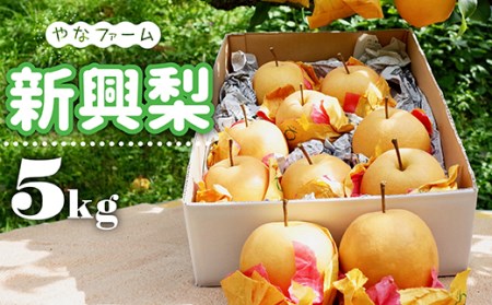 [やなファーム]新興梨 5kg Q3